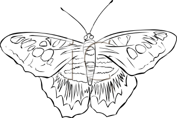 Insect Clipart