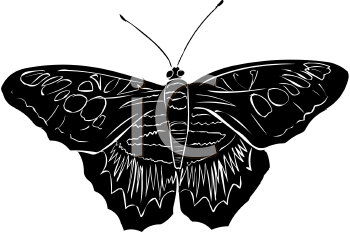 Insect Clipart