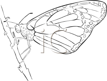 Insect Clipart