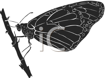 Insect Clipart