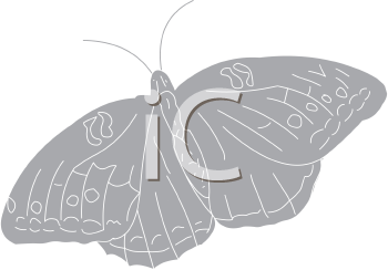 Insect Clipart