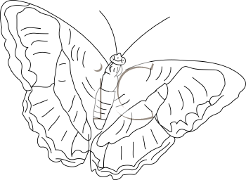 Insect Clipart