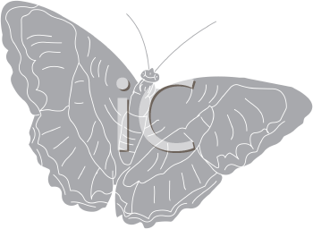 Insect Clipart