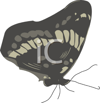 Insect Clipart