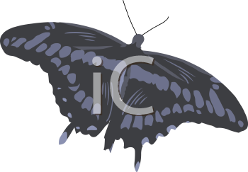 Insect Clipart