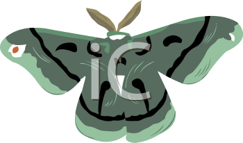 Insect Clipart