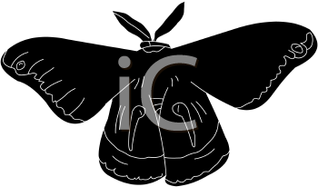 Insect Clipart