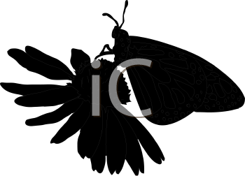 Insect Clipart