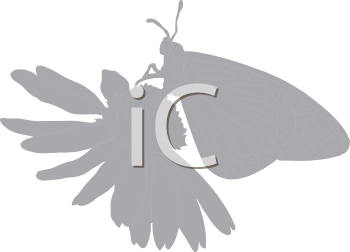 Insect Clipart