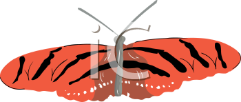 Insect Clipart