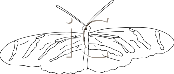 Insect Clipart