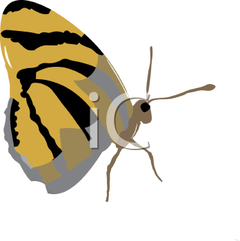 Insect Clipart