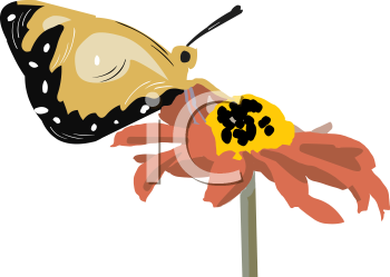 Insect Clipart