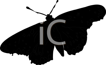 Insect Clipart