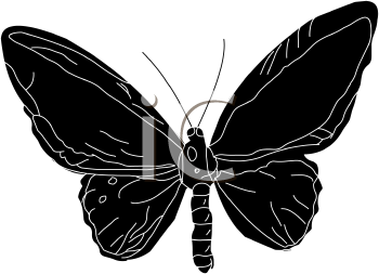 Insect Clipart