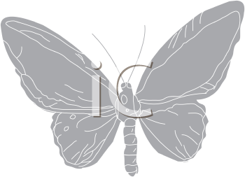 Insect Clipart