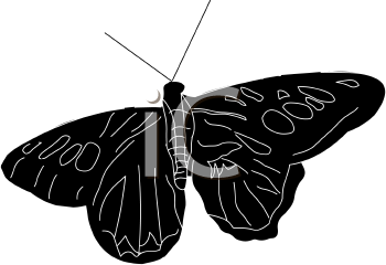 Insect Clipart