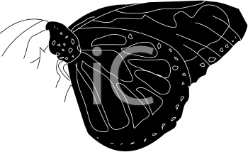 Insect Clipart