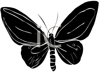 Insect Clipart