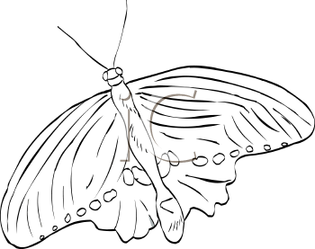 Insect Clipart