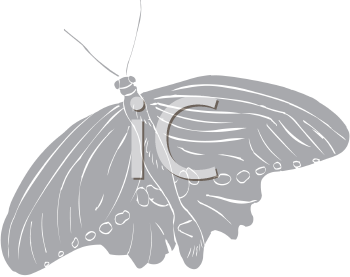 Insect Clipart