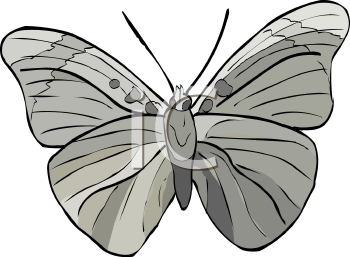 Insect Clipart