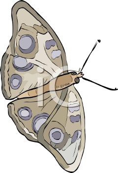 Insect Clipart