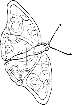 Insect Clipart