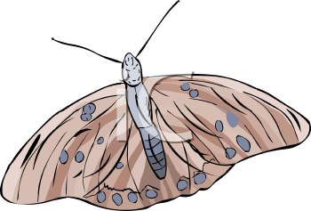 Insect Clipart