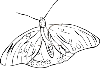 Insect Clipart