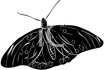 Insect Clipart