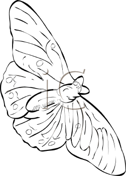 Insect Clipart