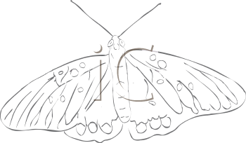 Insect Clipart