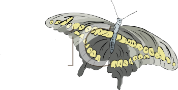 Insect Clipart