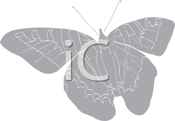 Insect Clipart