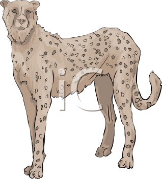 Big Cat Clipart