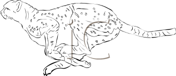 Big Cat Clipart