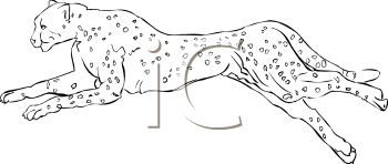 Big Cat Clipart