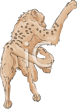 Big Cat Clipart