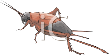 Insect Clipart