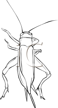 Insect Clipart