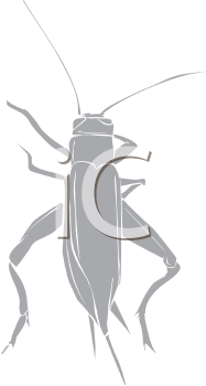 Insect Clipart