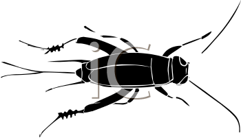 Insect Clipart