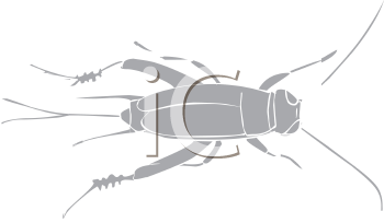 Insect Clipart