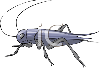 Insect Clipart