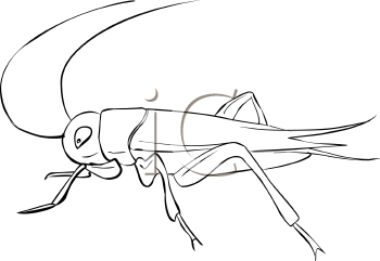 Insect Clipart