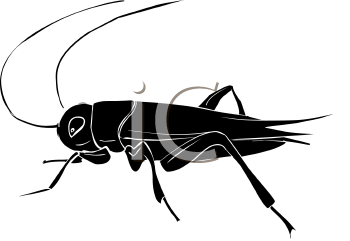 Insect Clipart