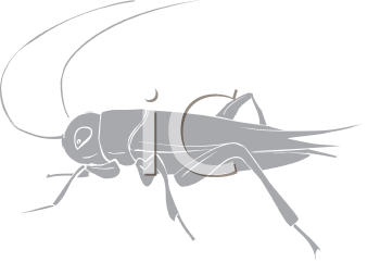 Insect Clipart