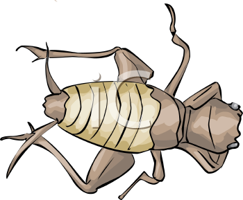 Insect Clipart