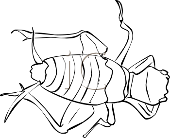 Insect Clipart